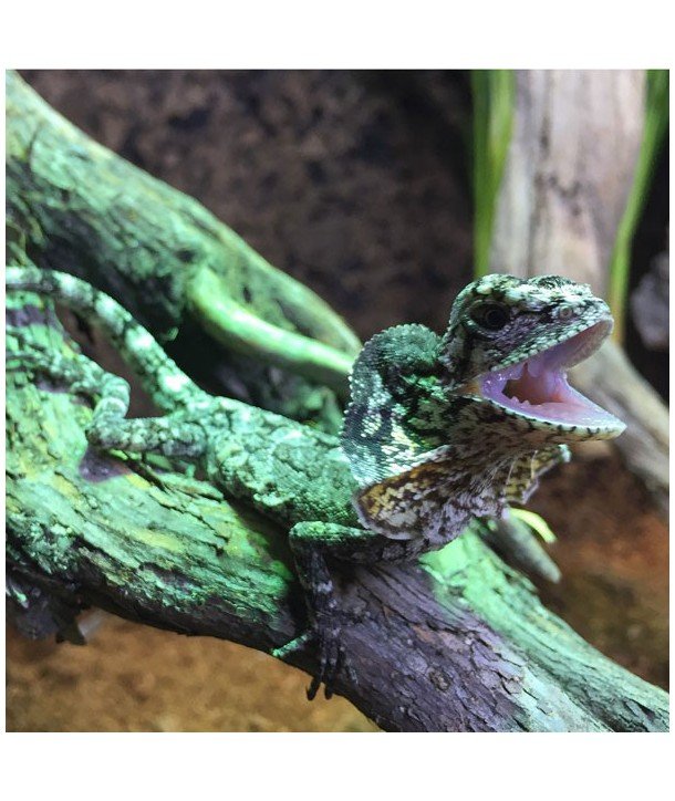 Chlamydosaurus kingii CB 2015