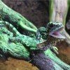 Chlamydosaurus kingii CB 2015