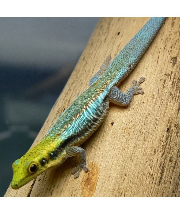 Phelsuma klemmeri CB (Parejas reproductoras)