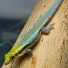 Phelsuma klemmeri CB (Parejas reproductoras)