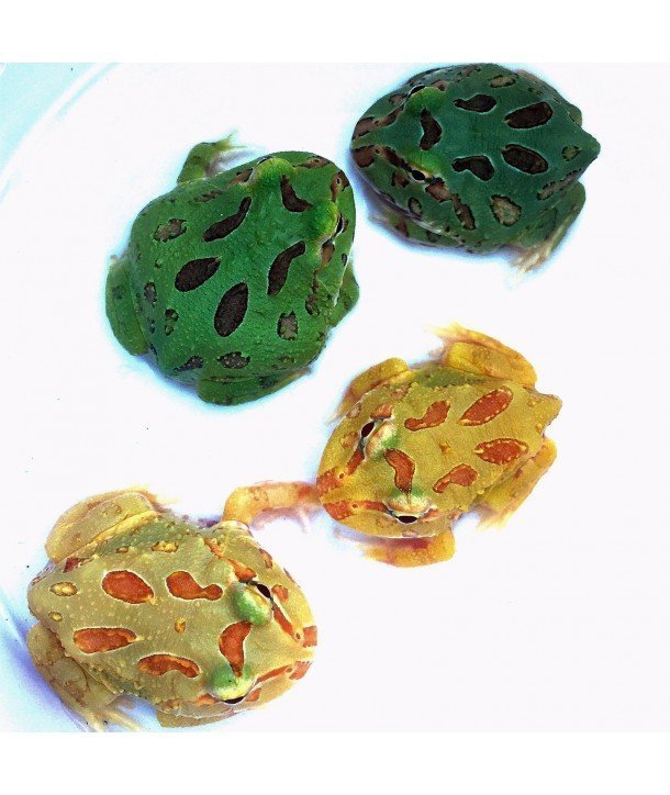 Ceratophrys cranwelli "Pacman" CB 2017