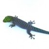 Phelsuma standingi CB 2017
