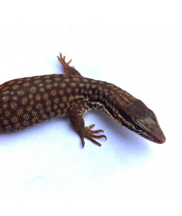 Varanus acanthurus CB 2017