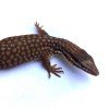 Varanus acanthurus CB 2017
