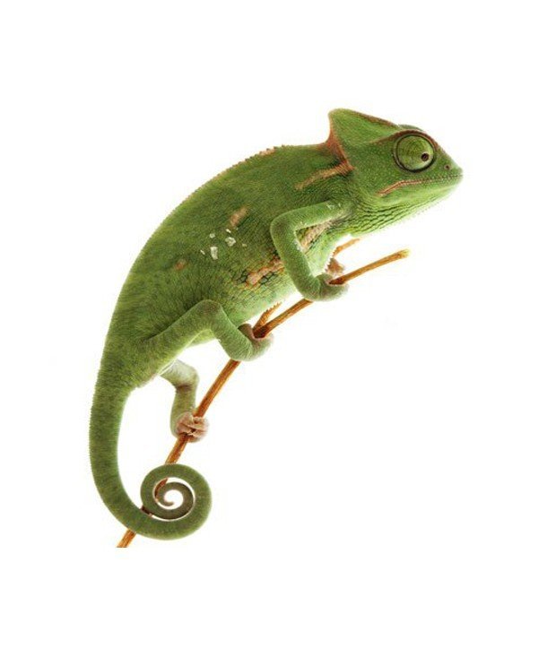 Ch. calyptratus