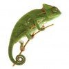 Ch. calyptratus