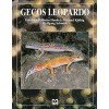 Gecos leopardo