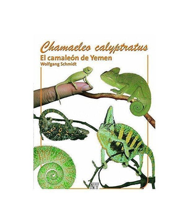 Chamaeleo calyptratus "El camaleón de Yemen"
