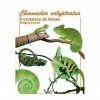 Chamaeleo calyptratus "El camaleón de Yemen"