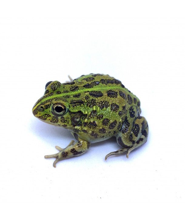 Pyxicephalus adspersus "Rana Toro Africana" CB 2018