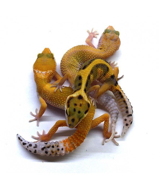 Gecko leopardo CB 2018