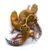 Gecko leopardo CB 2018