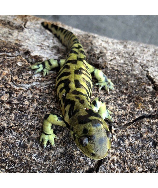 Ambystoma tigrinum CB2018