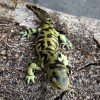 Ambystoma tigrinum CB2018