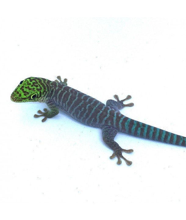 Phelsuma standingi CB 2017 (precio por pareja)