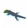 Phelsuma standingi CB 2017 (precio por pareja)