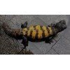 Uromastyx dispar flavifasciata CB 2020