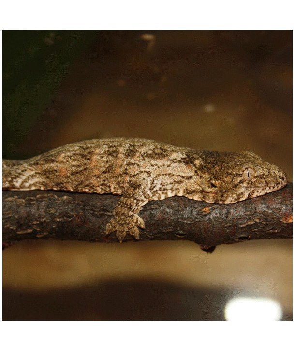 L. leachianus GT