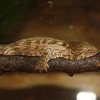 L. leachianus GT