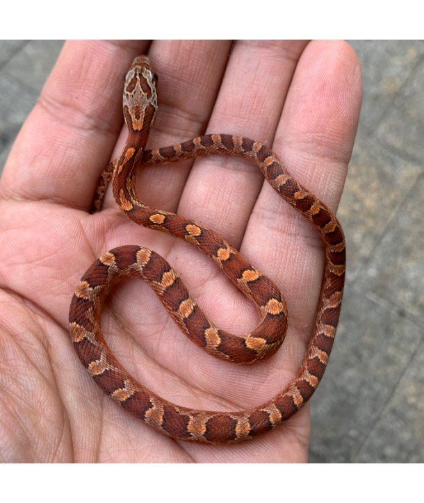 Pantherophis guttatus CB 2019