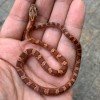 Pantherophis guttatus CB 2019