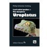 Uroplatus "Leaf-tailed Geckos"