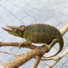 Trioceros jacksonii willengensis