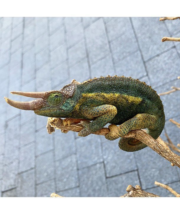 Trioceros jacksonii willengensis