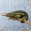Trioceros jacksonii willengensis