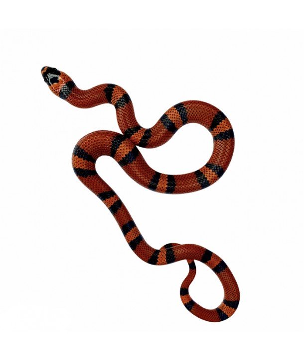 Lampropeltis hondurensis "Tangerine"