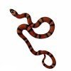 Lampropeltis hondurensis "Tangerine"