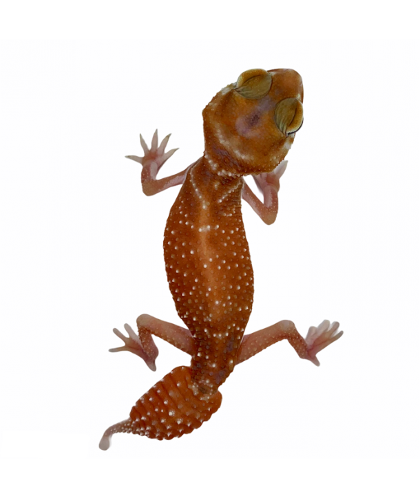 Nephrurus levis levis