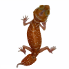 Nephrurus levis levis