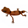 Nephrurus cinctus