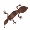 Nephrurus cinctus