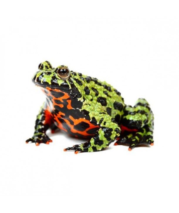 Bombina orientalis