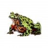 Bombina orientalis
