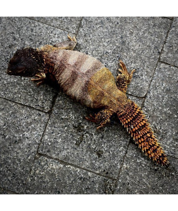 Uromastyx dispar flavifasciata CB 2020
