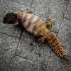 Uromastyx dispar flavifasciata CB 2020