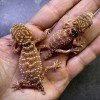 Nephrurus amyae (pareja)