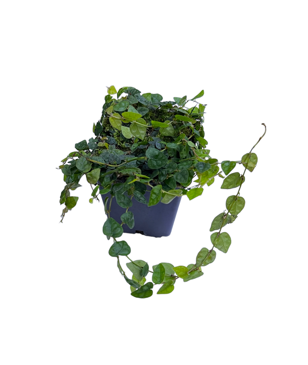 Ficus "Colombia" esquejes para plantar
