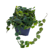 Ficus "Colombia" esquejes para plantar