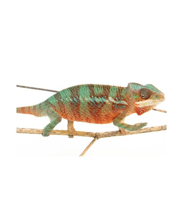 Furcifer pardalis "Ambilobe"