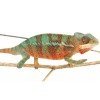 Furcifer pardalis "Ambilobe"