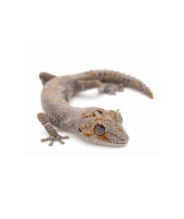 Strophurus ciliaris