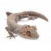 Strophurus ciliaris