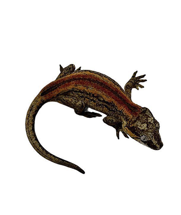 Rhacodactylus auriculatus