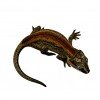Rhacodactylus auriculatus