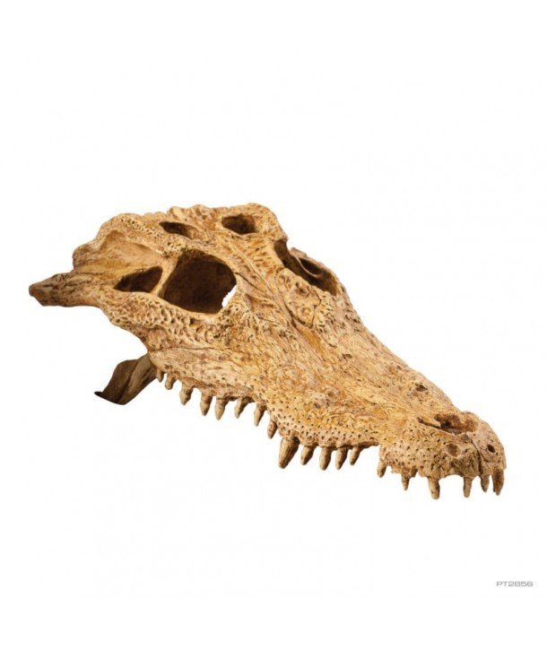 CRODODILE SKULL