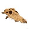 CRODODILE SKULL